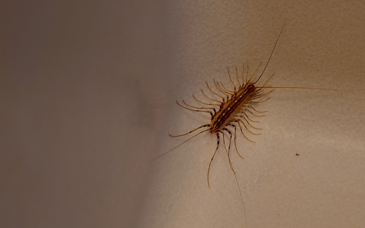 House Centipede - Scutigera coleoptrata2