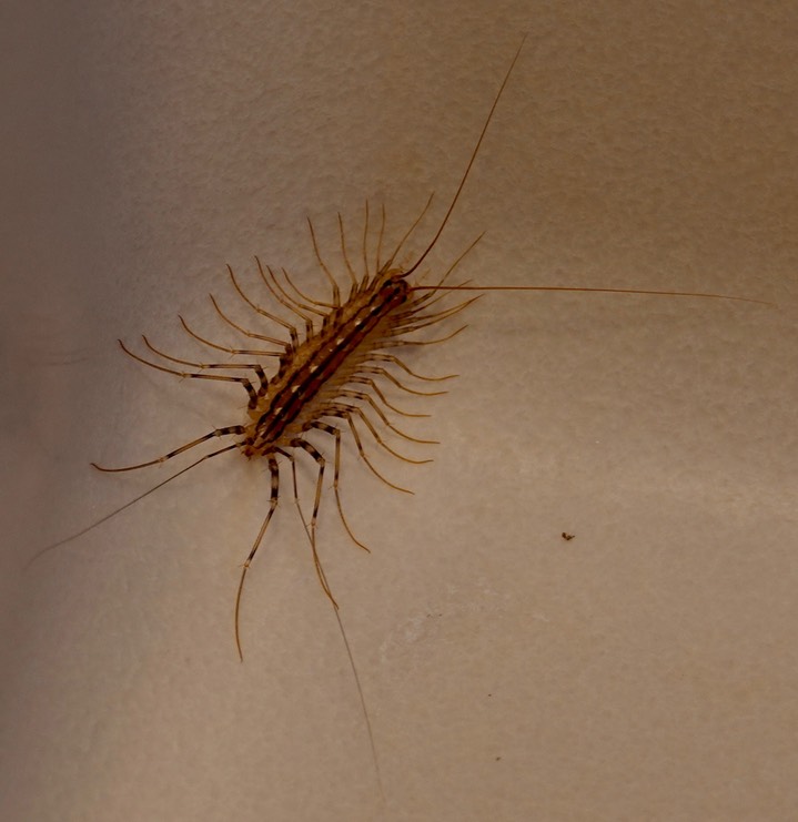 House Centipede