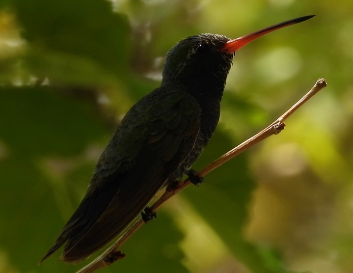 Hummingbird, Broad-billed5