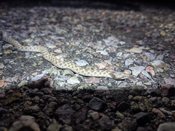 Hypsiglena jani 2 travis perry