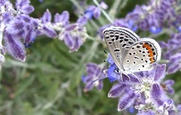 IMG_0762