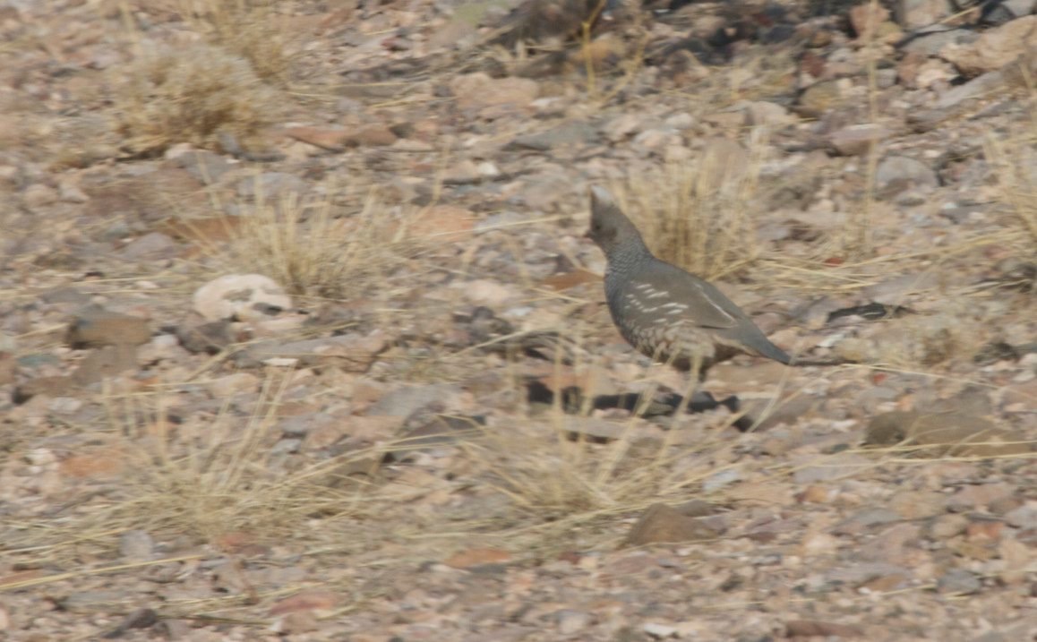 Quail, Scaled | The Black Range