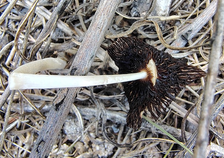 Coprinopsis lagopus by Hallgarth 1