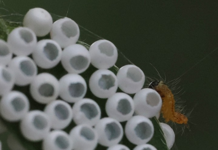 insect eggs 7-29 d 2