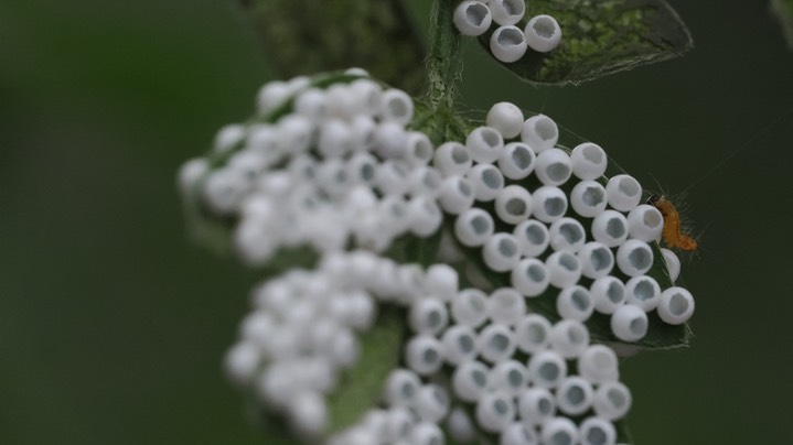 insect eggs 7-29 d