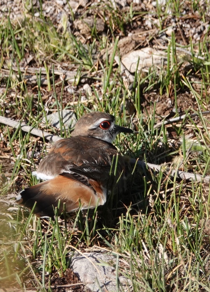 Killdeer a