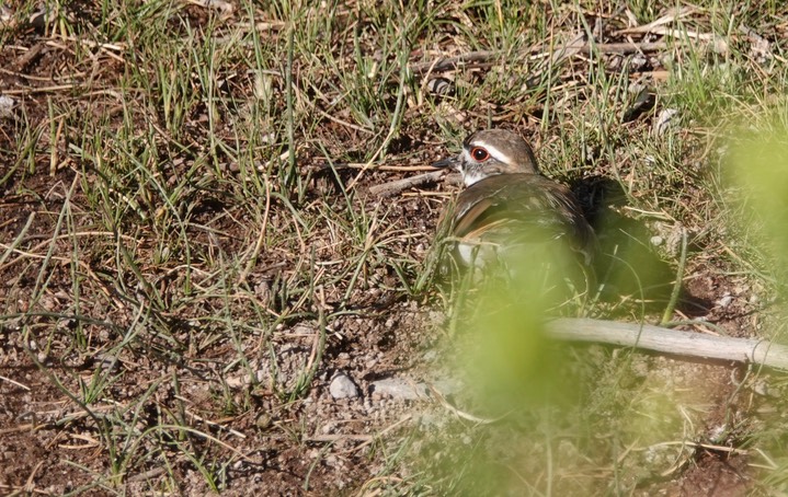 killdeer b