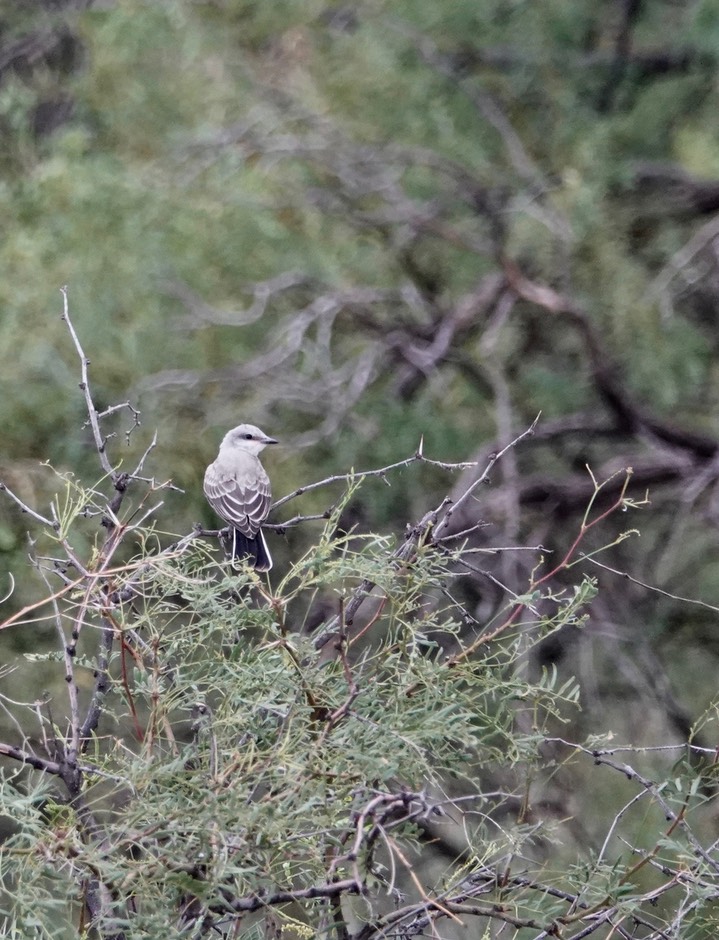   Kingbird, Western  7-2a