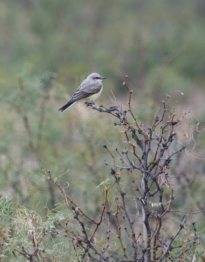   Kingbird, Western  7-2b