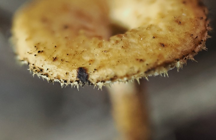 Lentius arcularius7 copy