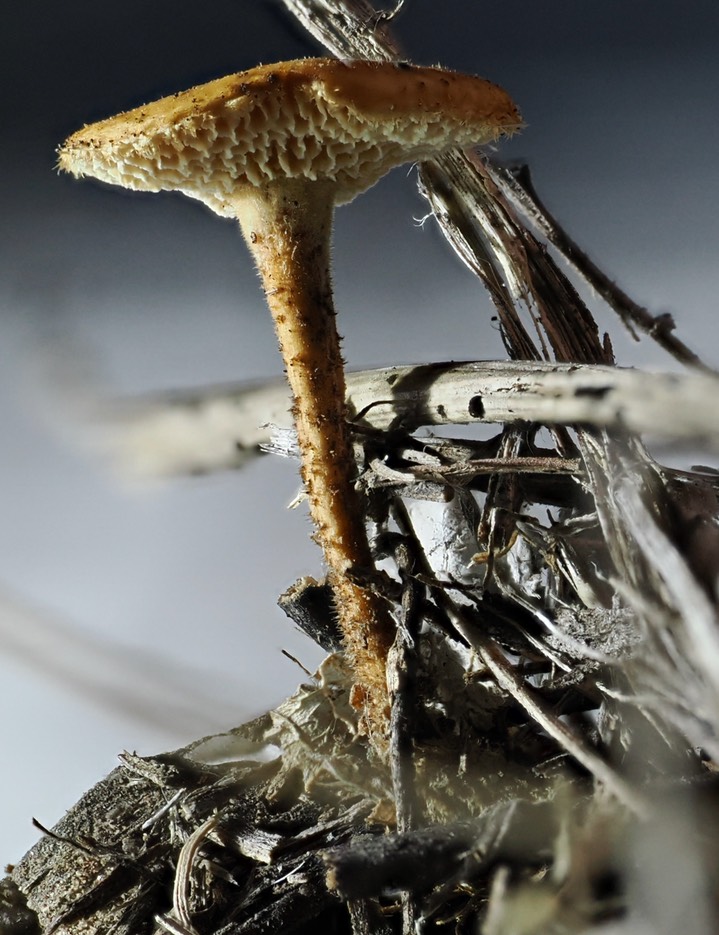 Lentius arcularius8 copy