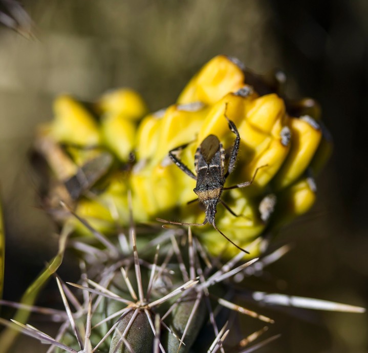 Leptoglossus phyllopus 1