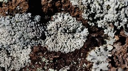 Lichen 1