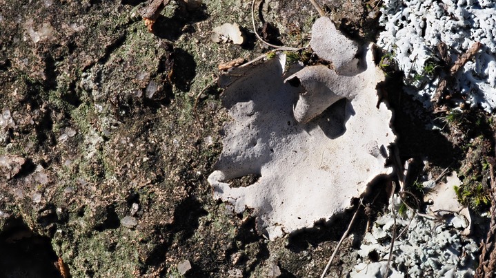Lichen 6