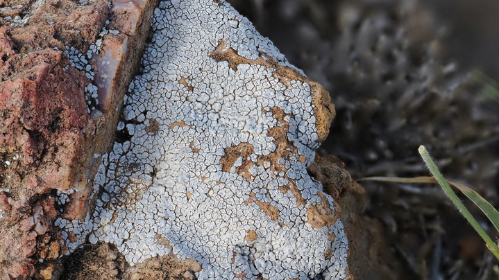 lichen vulture road 1
