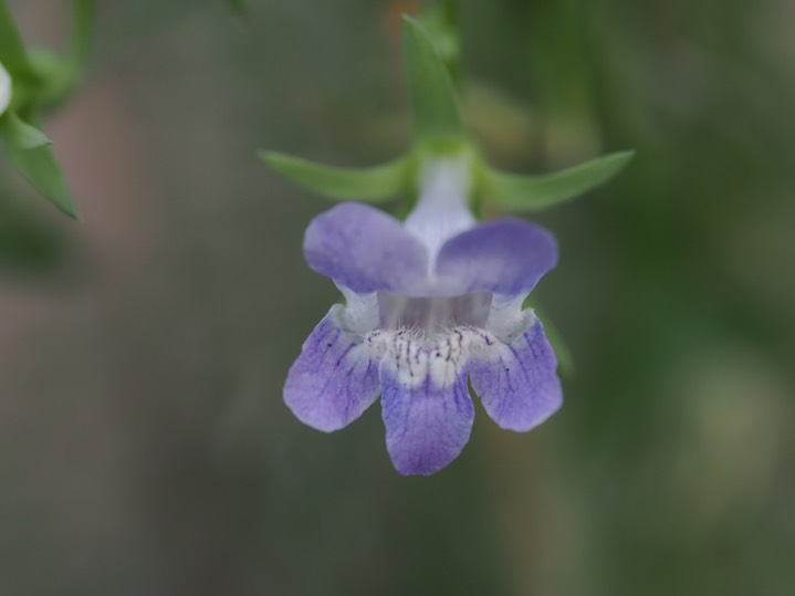 Little Snapdragon Vine - Maurandya antirrhiniflora3