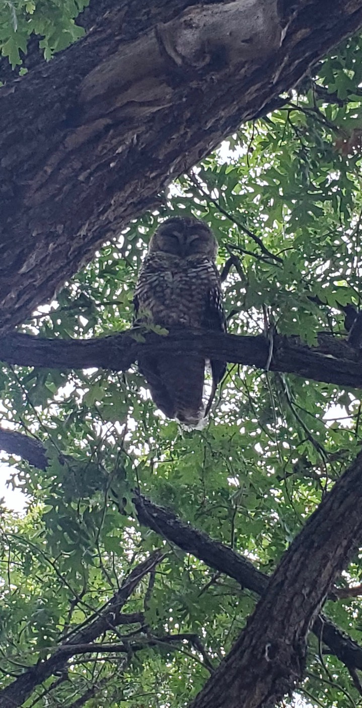 Macro Prince Spotted Owl 4