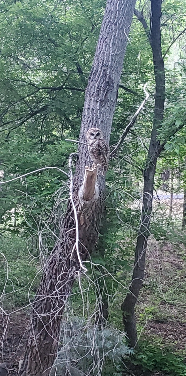 Marco Prince Spotted Owl 1