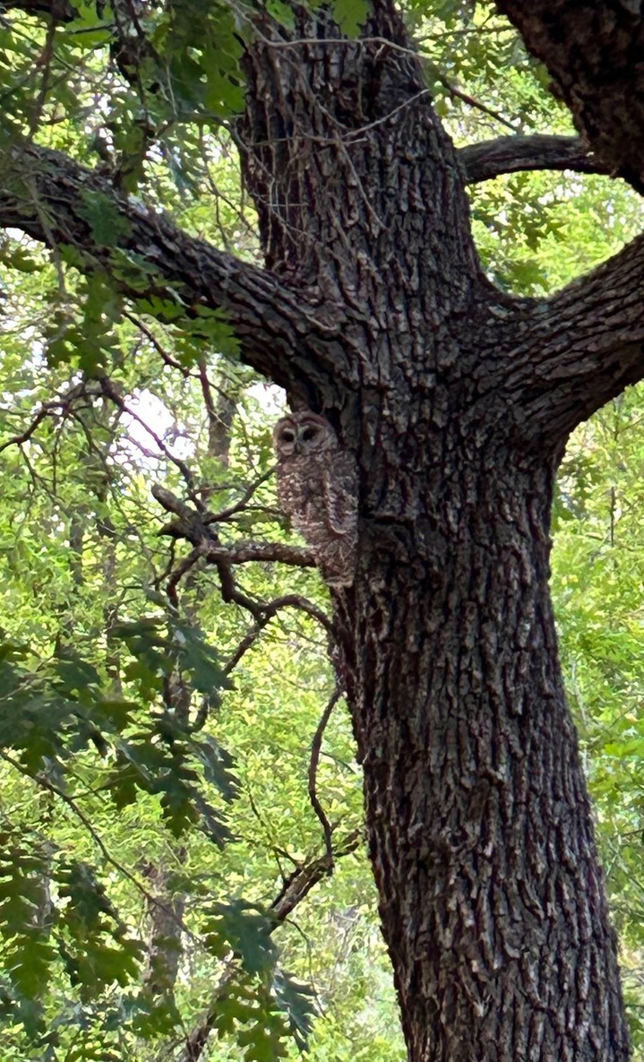 Marco Prince Spotted Owl 5