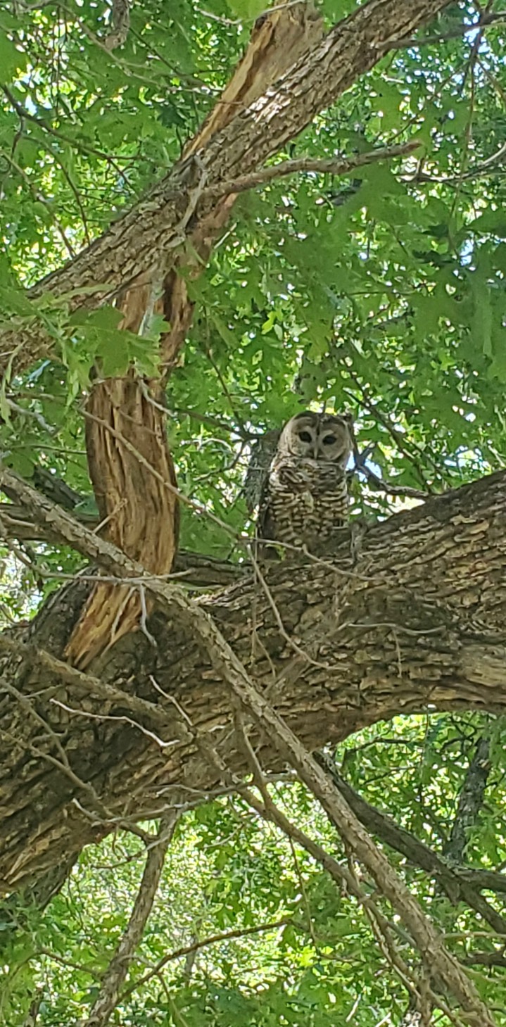 Marco Prince Spotted Owl2