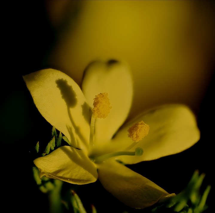 Menodora scabra Aug 6 flower  1