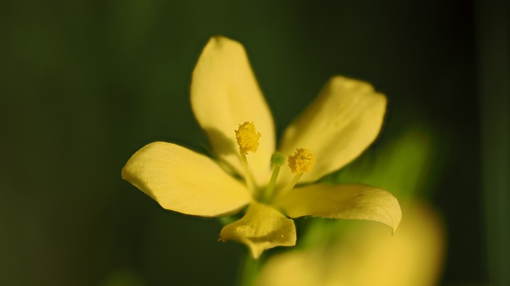 Menodora scabra Aug 6 flower2 