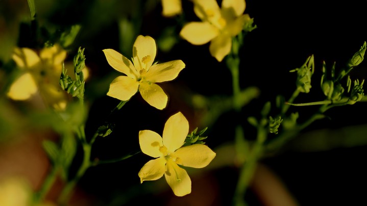 Menodora scabra Aug 6 flower4