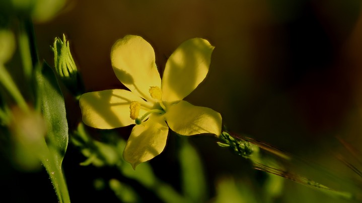 Menodora scabra Aug 6 flower3