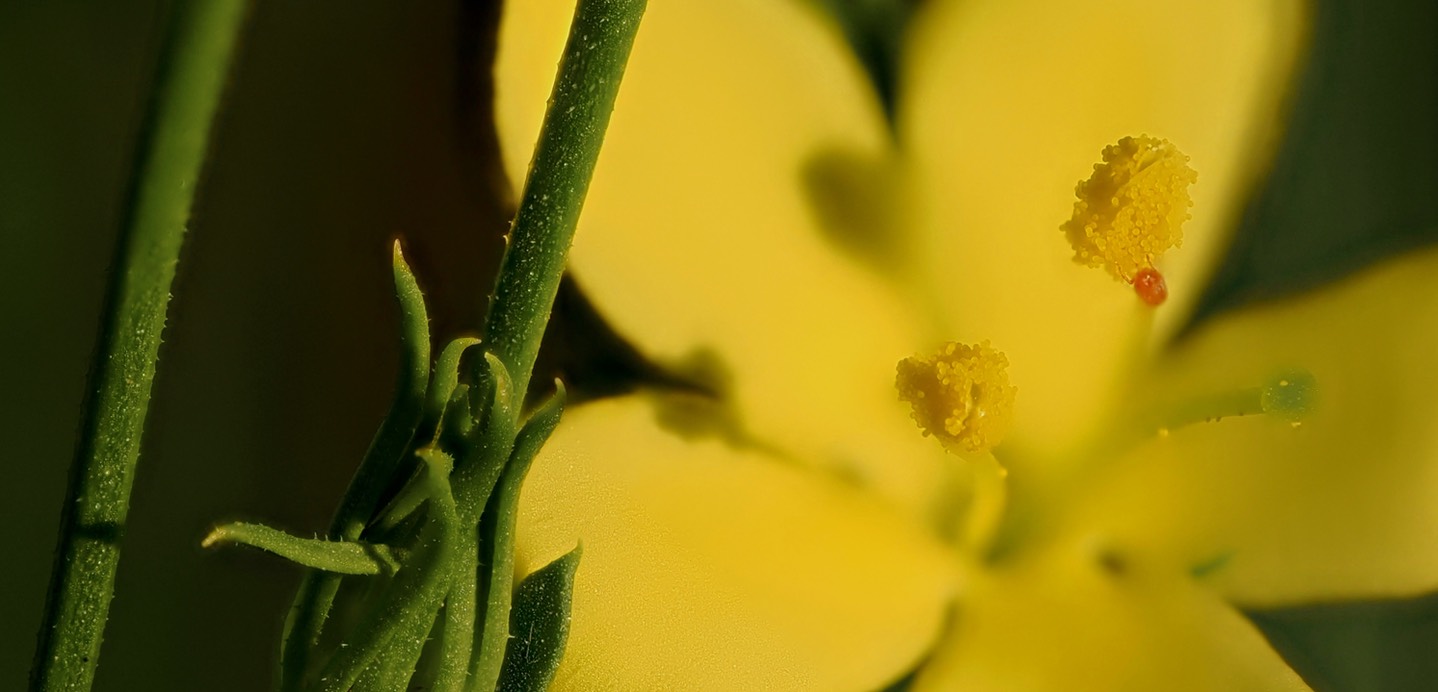 Menodora scabra Aug 6 flower4 (2)
