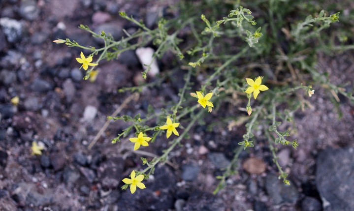 Menodora scabra, Rough Menodora1b