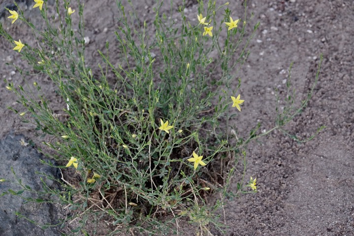 Menodora scabra, Rough Menodora2