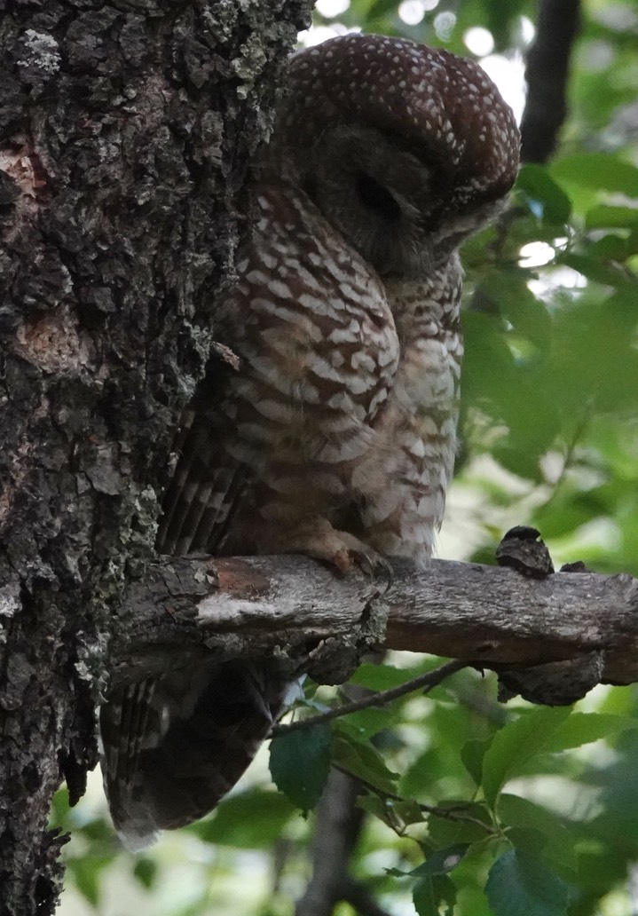 Mexican Spotted Owl, 6:23:24,  Iron Creek Campground 1