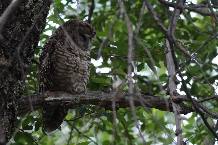 Mexican Spotted Owl, 6:23:24,  Iron Creek Campground 2