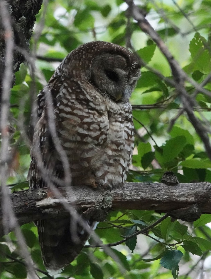 Mexican Spotted Owl, 6:23:24,  Iron Creek Campground3