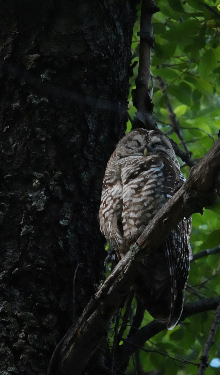 Mexican Spotted Owl, 6:23:24,  Iron Creek Campground7