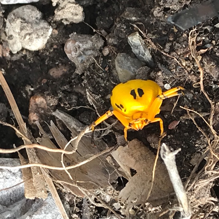 Misumenoides formosipes, the Whitebanded Crab Spider, by Cindy Yarmal 1