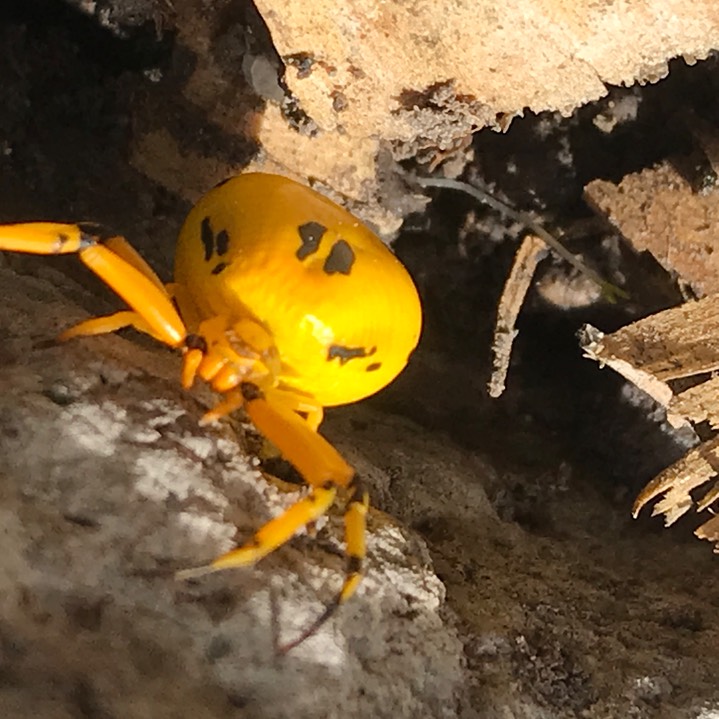 Misumenoides formosipes, the Whitebanded Crab Spider, by Cindy Yarmal 2