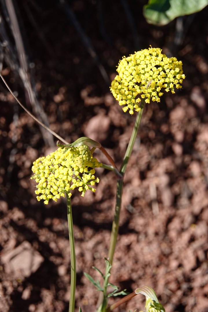 Mountain Parsley, Cymopterus lemmonii063019b