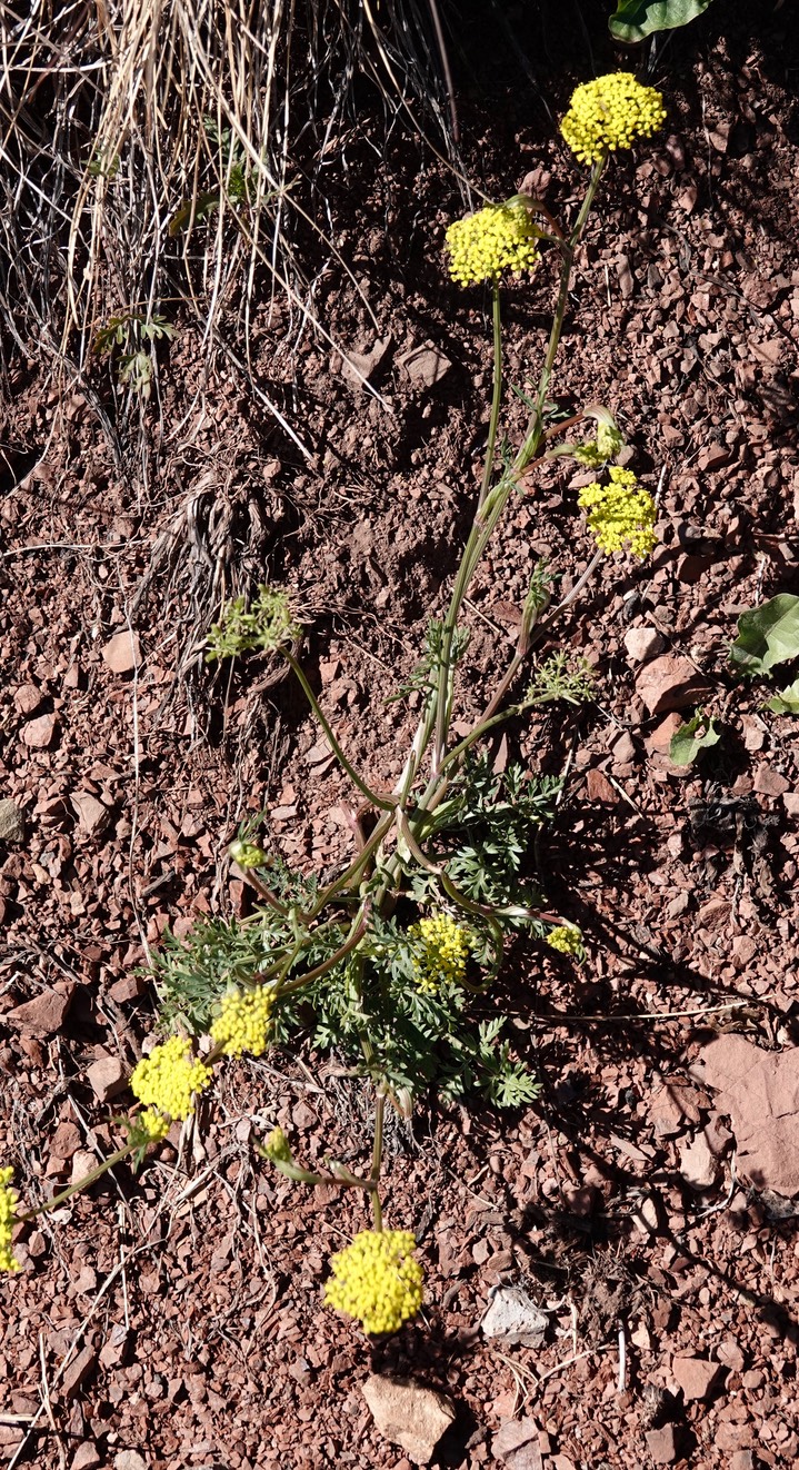 Mountain Parsley, Cymopterus lemmonii063019a