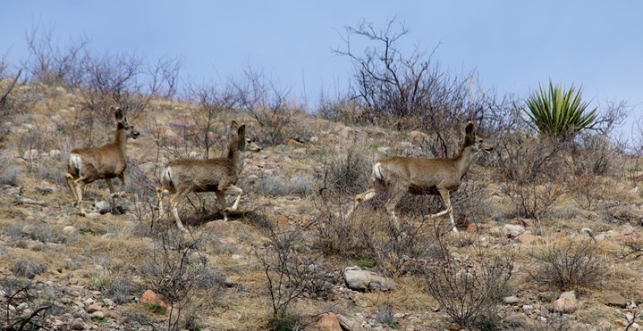 Mule Deer