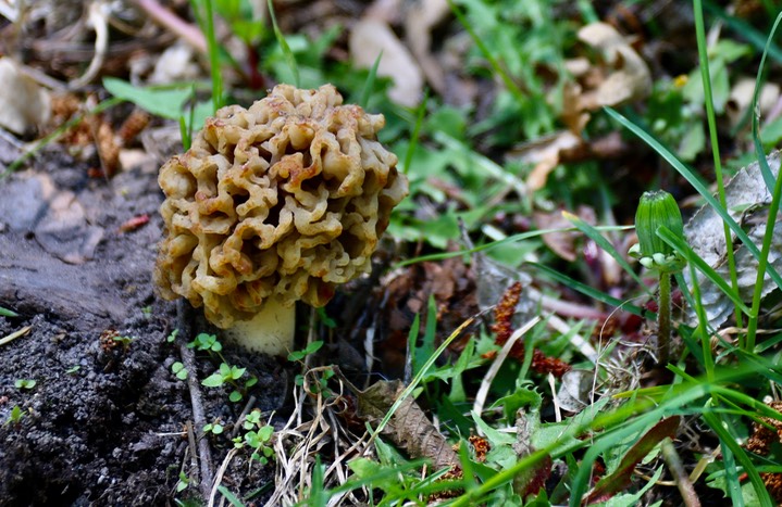mushroom railroad canyon