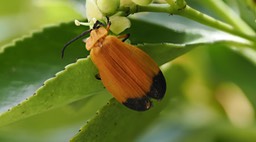 Neolycus fernandezi 20 copy