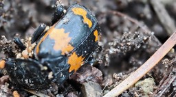 Nicrophorus guttula ?1