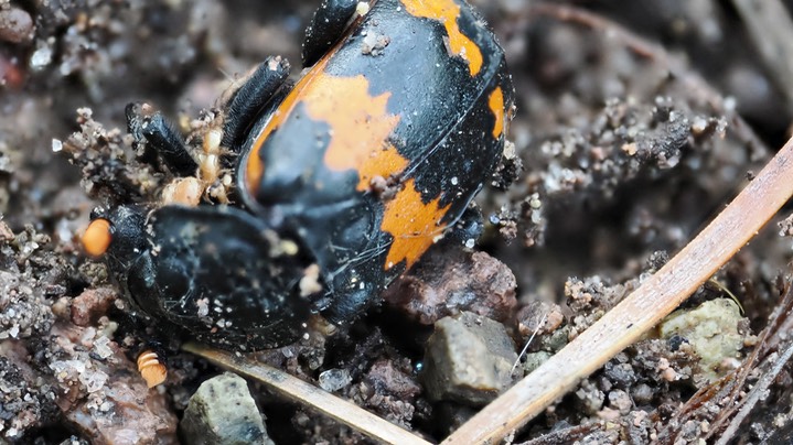 Nicrophorus guttula ?2