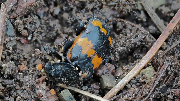 Nicrophorus guttula ?3