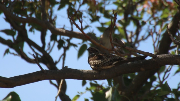 Nighthawk, Common (Hillsboro)