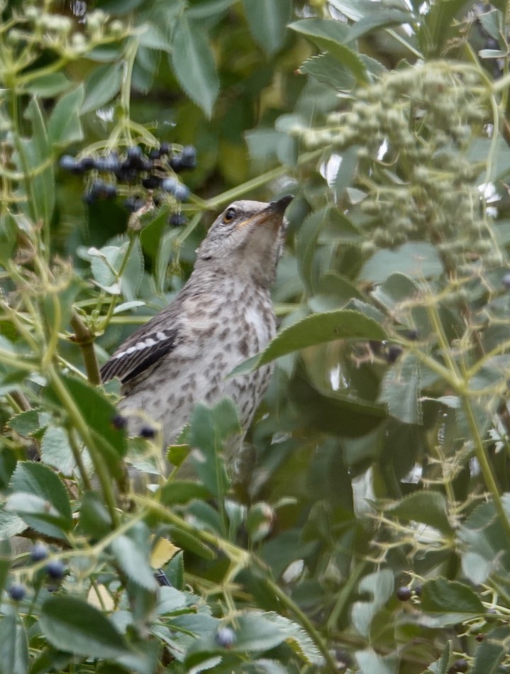 Northern Mockingbird 6-27a