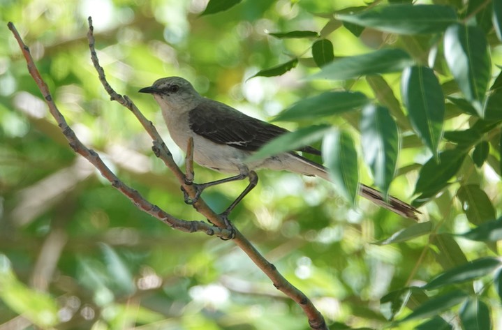 Northern Mockingbird 6-28a