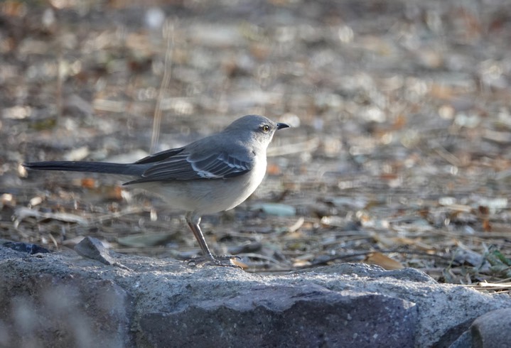Northern Mockingbird b