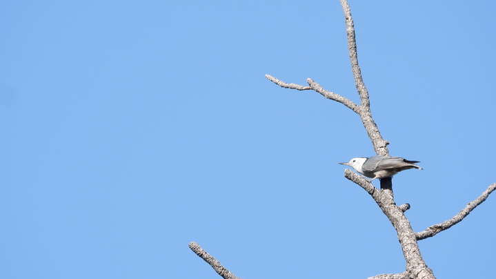 Nuthatch, White-Breasted 2022 3